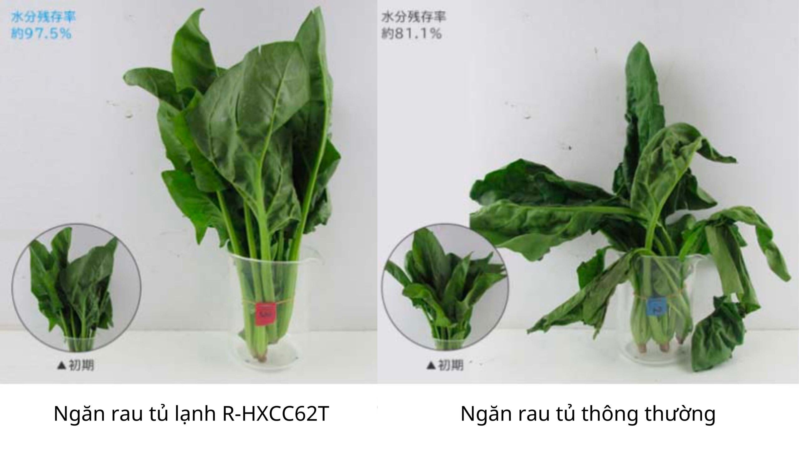 Tu-lanh-Hitachi-R-HXCC62T