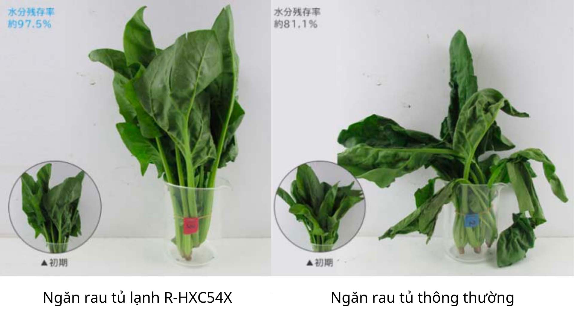 Tu-lanh-Hitachi-R-HXC54X